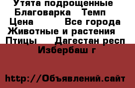 Утята подрощенные “Благоварка“,“Темп“ › Цена ­ 100 - Все города Животные и растения » Птицы   . Дагестан респ.,Избербаш г.
